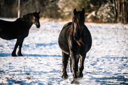 Romantiškas jodinėjimas žirgu Kalniaus sodyboje