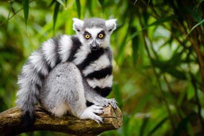 Apsilankykite ZOOPARK Vilniuje arba Kaune