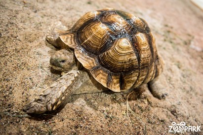 Apsilankymas zoologijos sode ZOOPARK