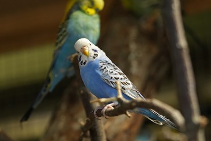 Apsilankymas ZOOPARK.LT Kaune su privačia ekskursija