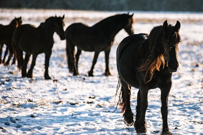 Romantiškas jodinėjimas žirgu Kalniaus sodyboje