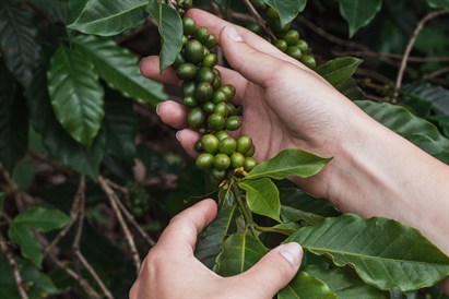 Rūšinės kavos degustacija Kaune
