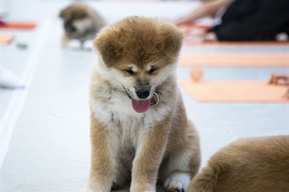 „Woof Yoga“ dovanų čekis
