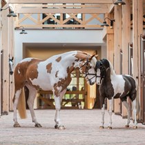  Ekskursija po „Royal Horse Resort“ dviem