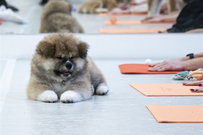 „Woof Yoga“ dovanų čekis