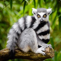 Apsilankykite ZOOPARK Vilniuje arba Kaune