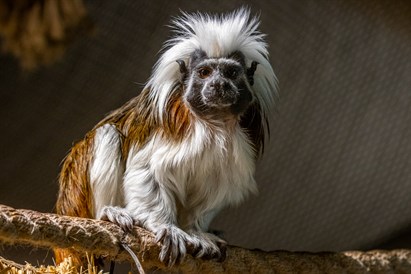Pažintis su gyvūnais sode ZOOPARK