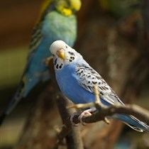 Apsilankymas ZOOPARK.LT Kaune su privačia ekskursija