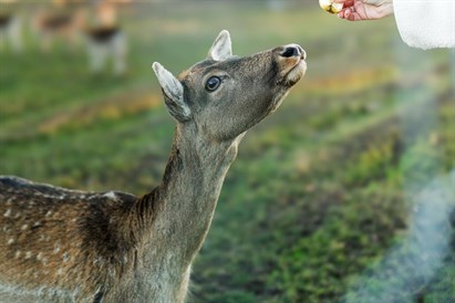 Poilsis Sodeliškių dvare su SPA dviem d. d.
