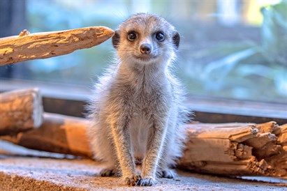 Pažintis su gyvūnais sode ZOOPARK