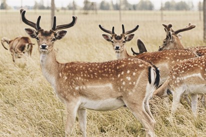 Nakvynė Sodeliškių dvare, vakarienė ir SPA Biržų r.