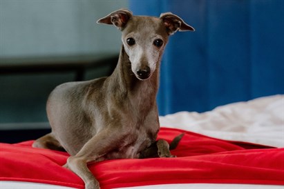 Romantiškas SPA poilsis dviese EGO SPA