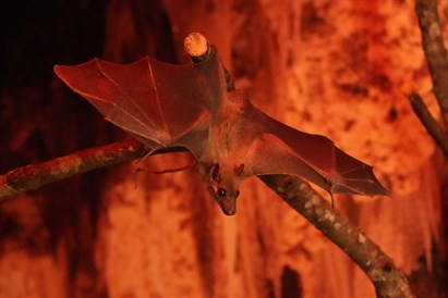 Apsilankymas zoologijos sode ZOOPARK