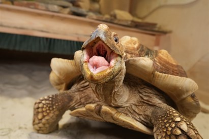 Apsilankymas zoologijos sode ZOOPARK