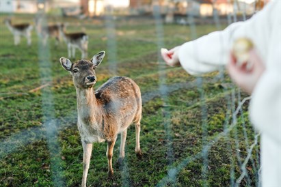 Nakvynė Sodeliškių dvare su SPA dviem
