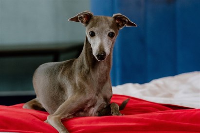 Poilsis EGO SPA Birštone + pietūs dviem d. d.