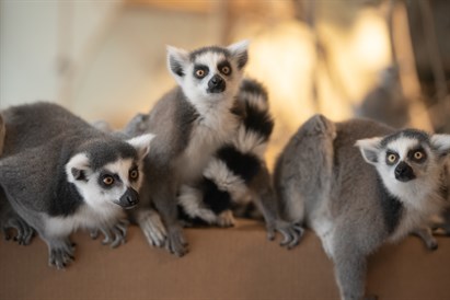 Pažintis su gyvūnais sode ZOOPARK