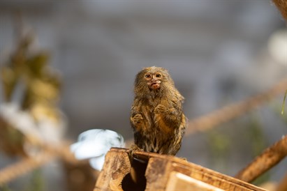 Pažintis su gyvūnais sode ZOOPARK