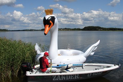 Plaukimas Kupiškio mariose milžiniška gulbe