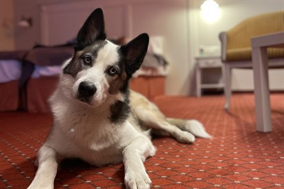 3 nakvynių sveikostogos Druskininkuose d. d.