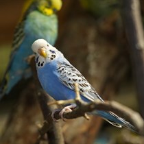 Apsilankymas zoologijos sode ZOOPARK