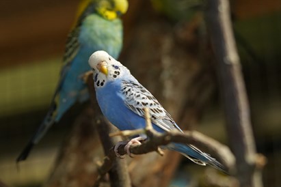 Apsilankymas zoologijos sode ZOOPARK
