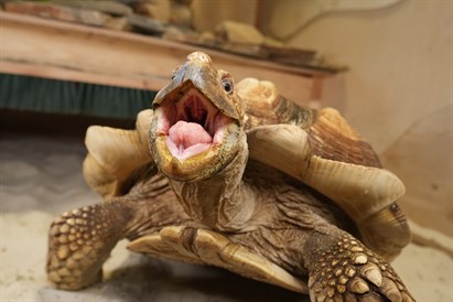 Pažintis su gyvūnais sode ZOOPARK