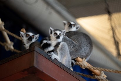 Pažintis su gyvūnais sode ZOOPARK