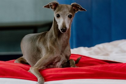 Trumpas pabėgimas į EGO SPA