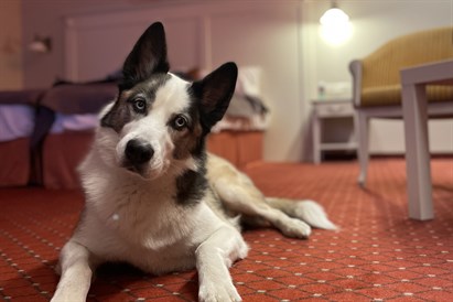 2 nakvynių šeimos poilsis Druskininkuose