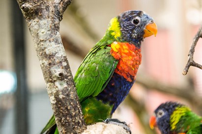 Apsilankymas zoologijos sode ZOOPARK