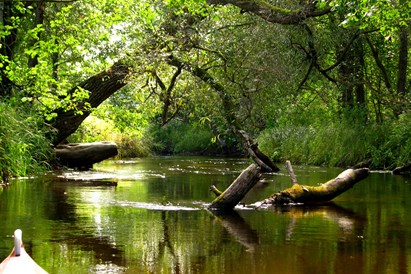 Plaukimas baidarėmis Kiaunos upe DVIEM